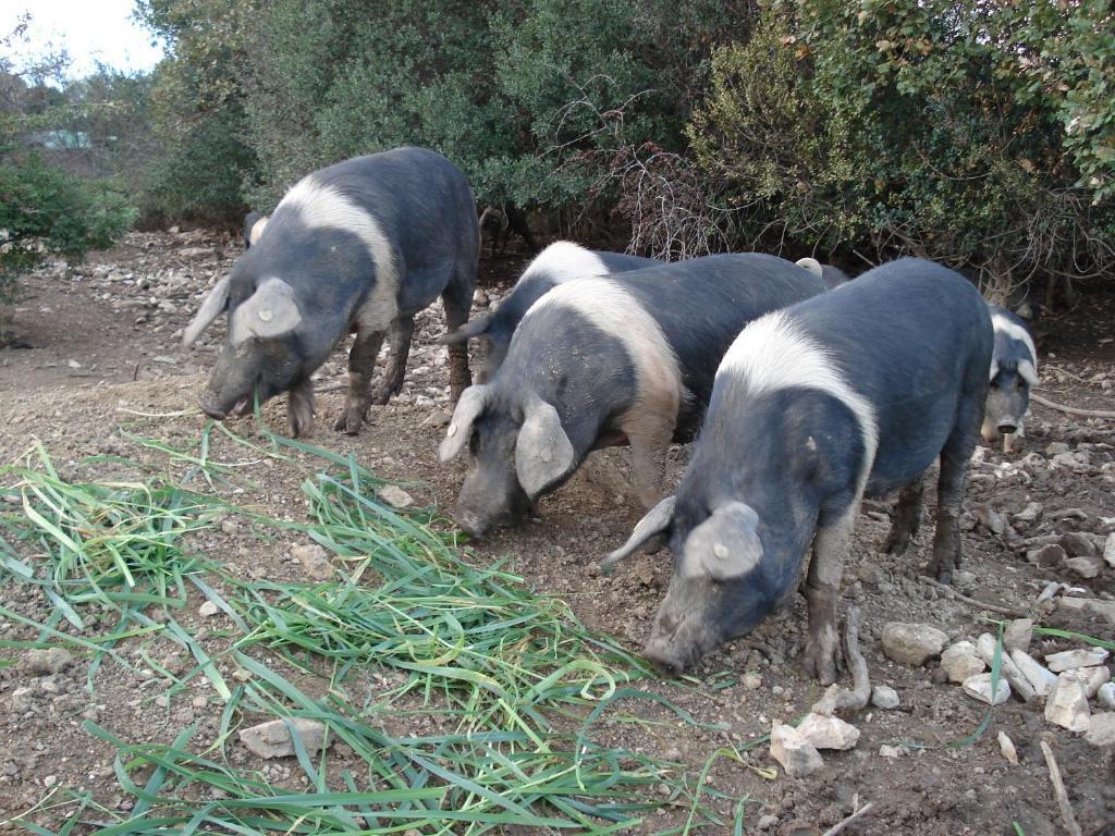 Farm stay Agriturismo La Fontanella *